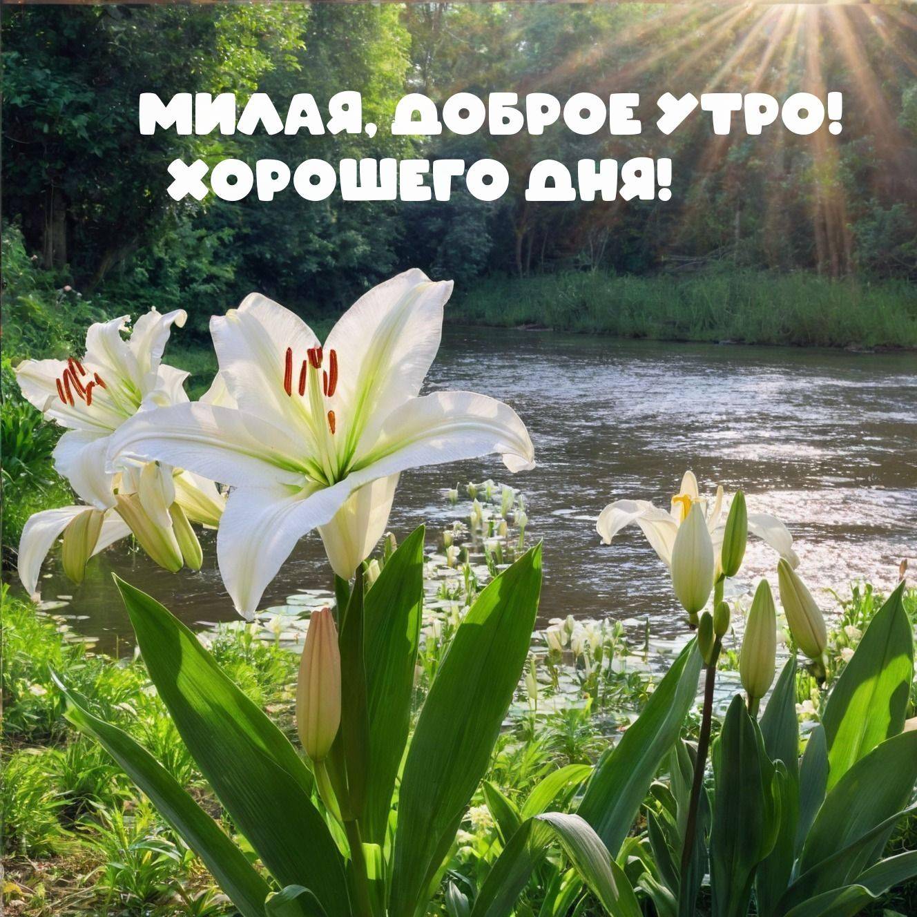 Утро, белые лилии на берегу реки под солнцем