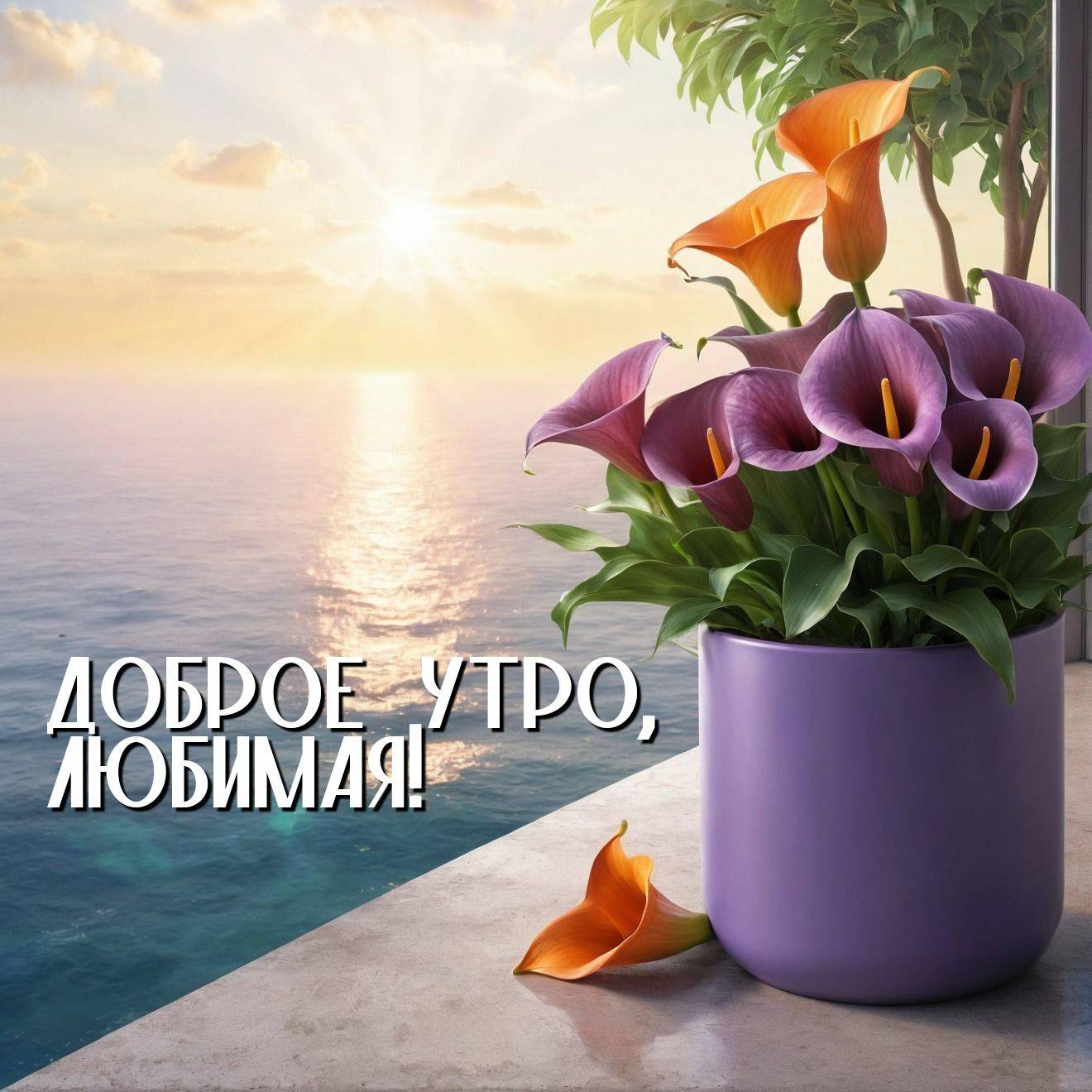 Утро, фиолетовый горшок с каллами, закат на фоне