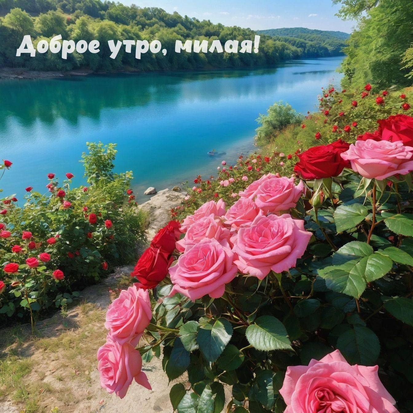 Утро, красивое природное место с яркими розами