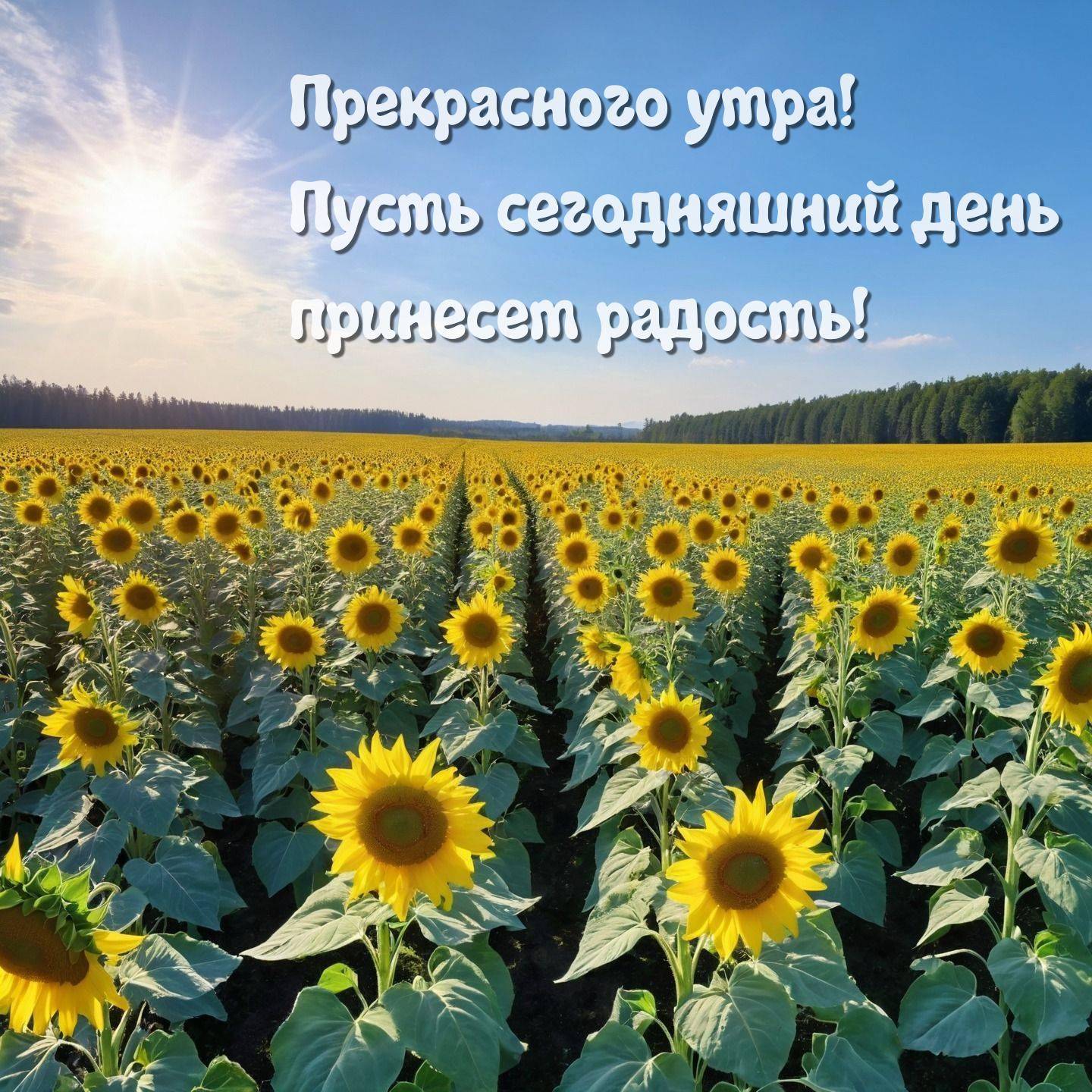 Утро, поле подсолнухов под ясным небом