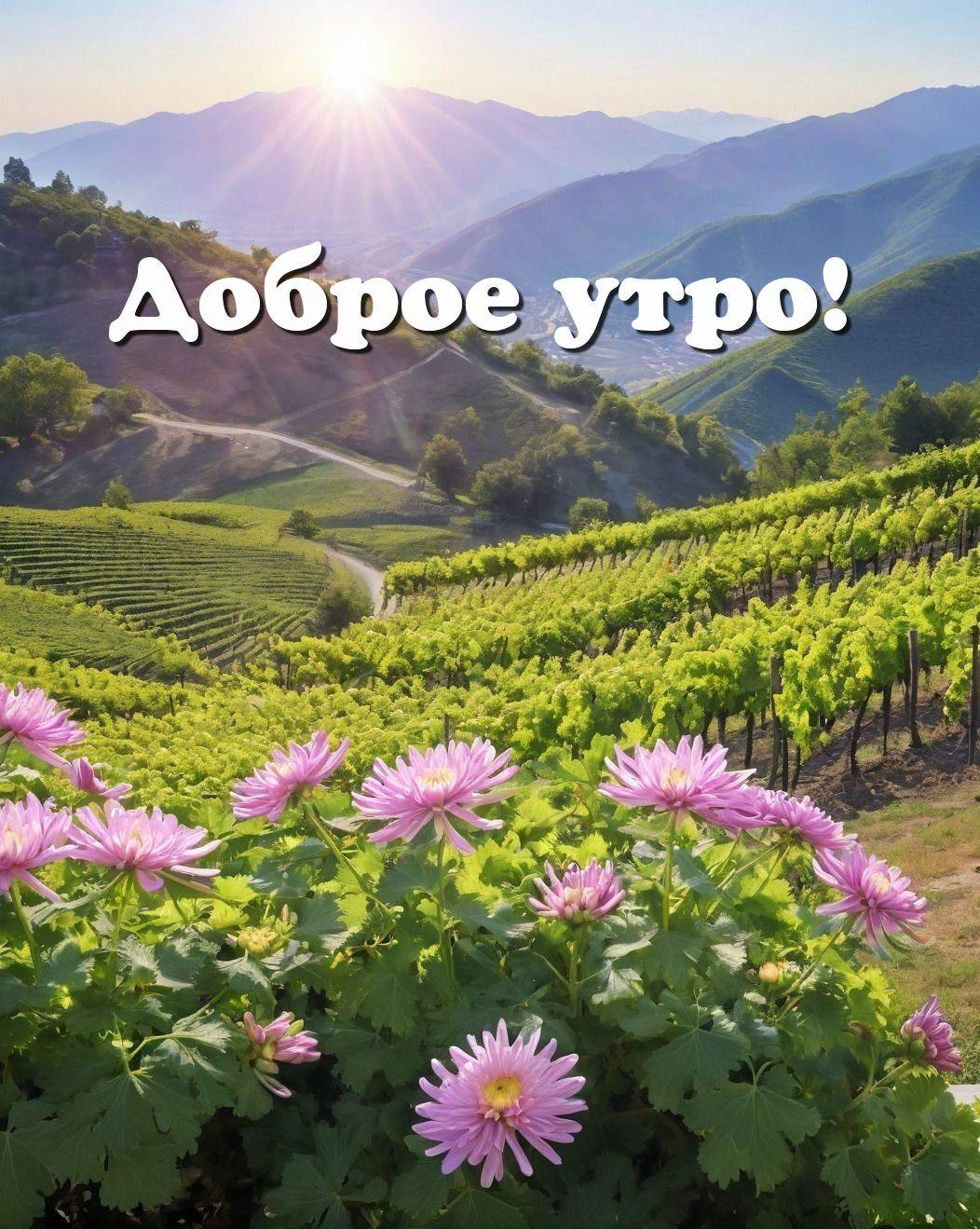 Утро, живописный пейзаж с холмами и виноградниками, розовые цветы на переднем плане.