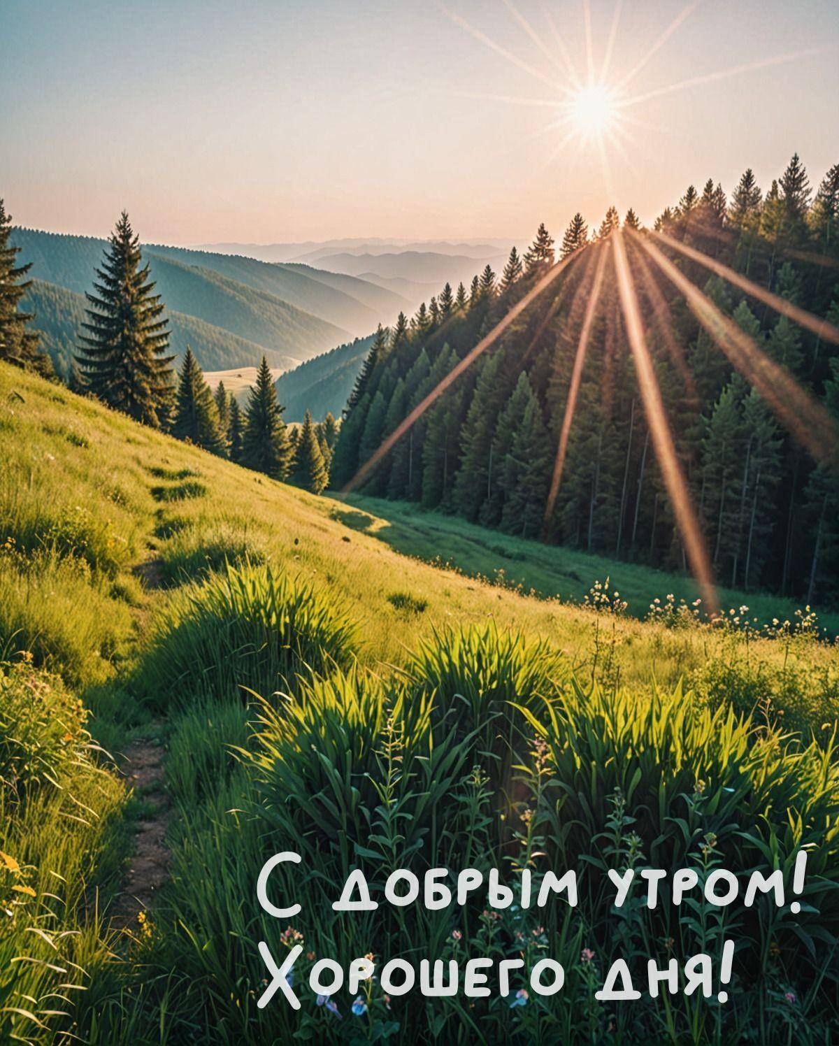 Утро, живописная горная местность с зеленым лугом и хвойным лесом