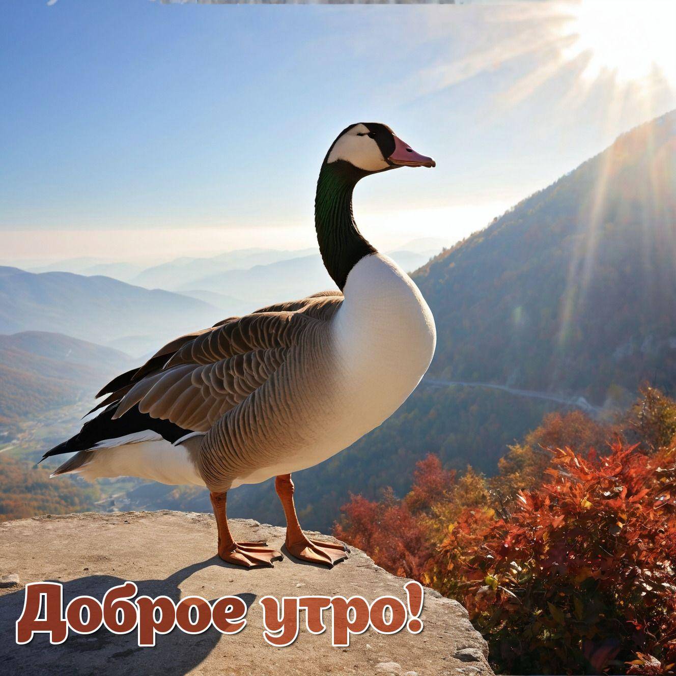 Утро, крупный гусь на каменистой поверхности