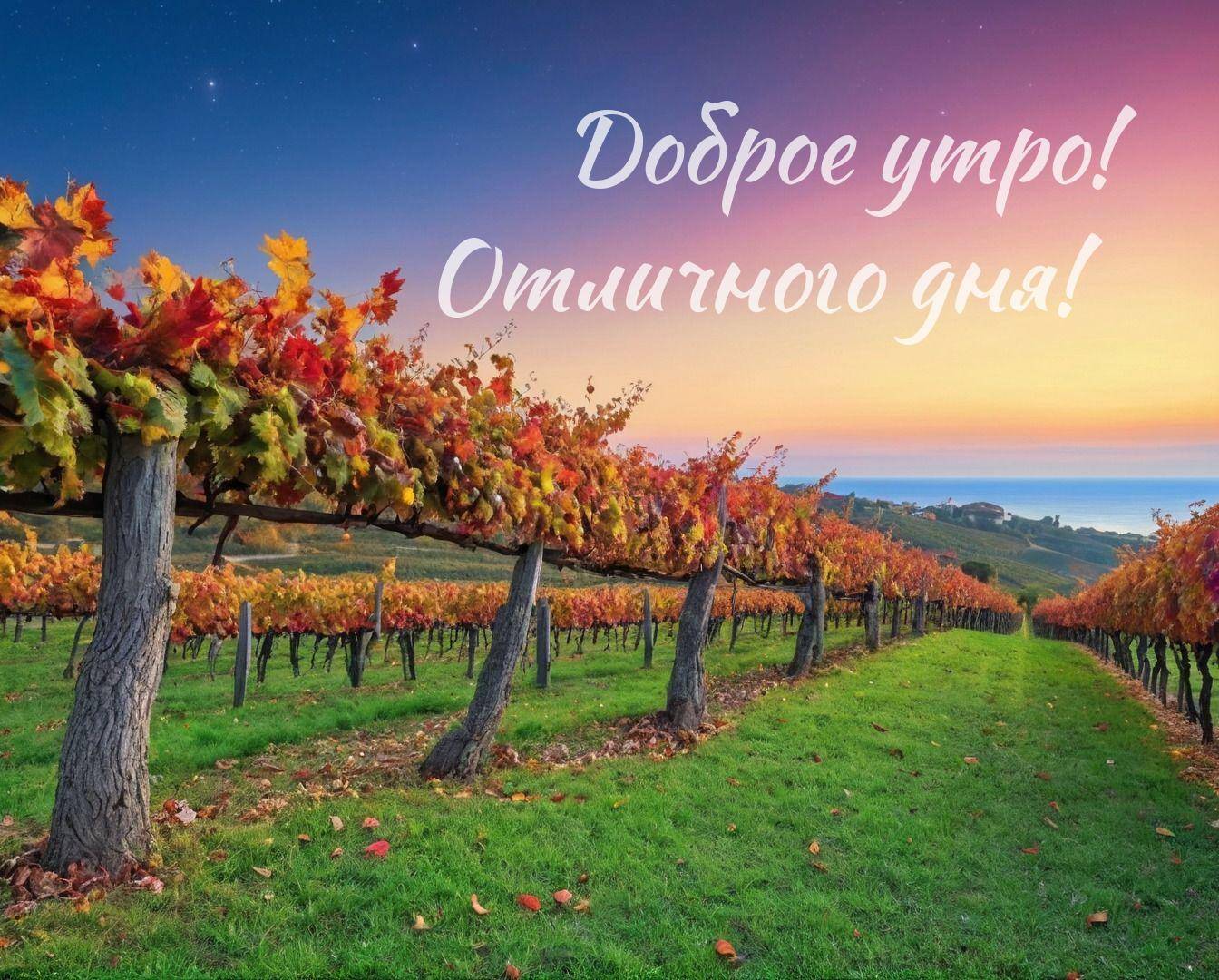 Утро, виноградник с осенними листьями, холмы и море на закате.