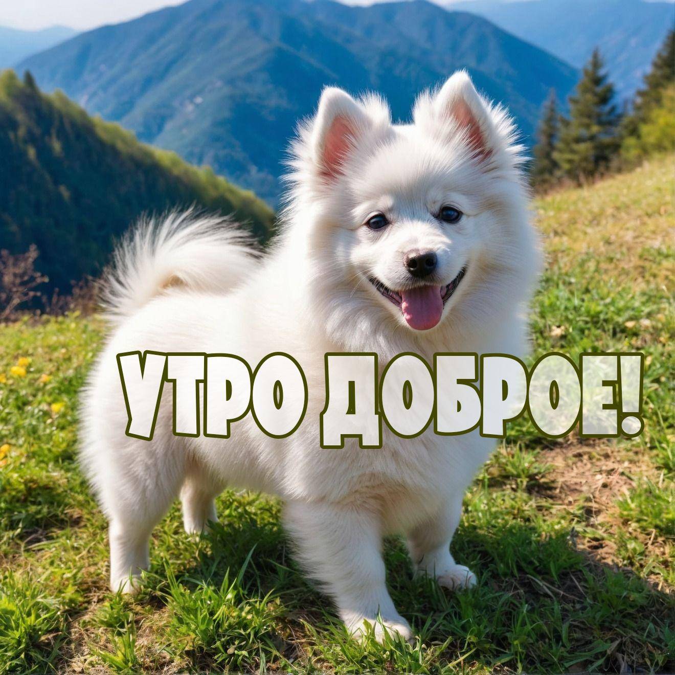 Утро, пушистая белая собака на фоне горного пейзажа